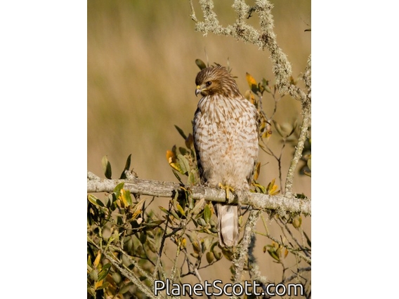 Red-shouldered Hawk (Buteo lineatus)