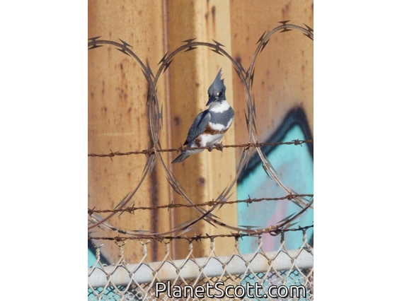 Belted Kingfisher (Megaceryle alcyon)