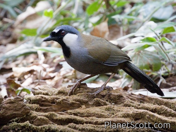 Black-throated Laughingthrush (Pterorhinus chinensis)