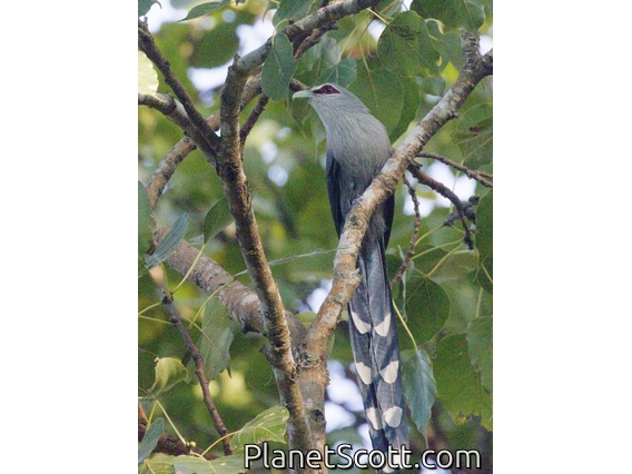 Green-billed Malkoha (Phaenicophaeus tristis)