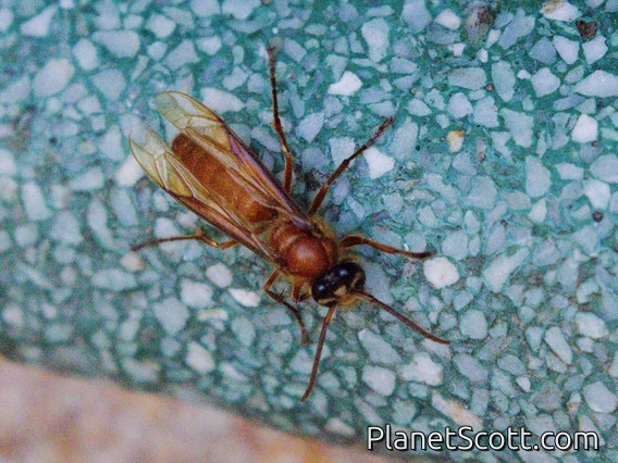 Hornet (Provespa sp)