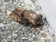 Cutworm Moth (Noctuidae sp)