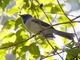 Black-naped Monarch (Hypothymis azurea)