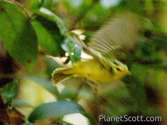 Yellow-vented Warbler (Phylloscopus cantator)