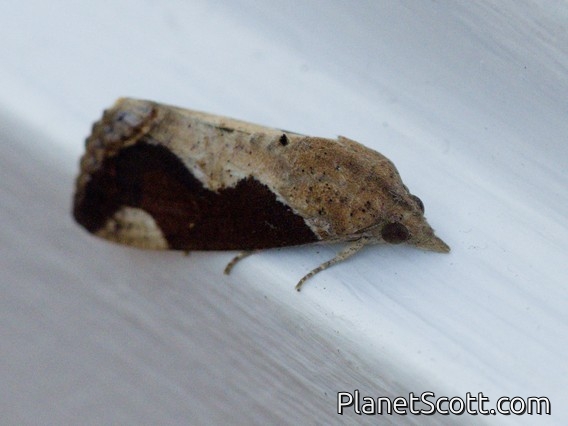 Cutworm Moth (Noctuidae sp)