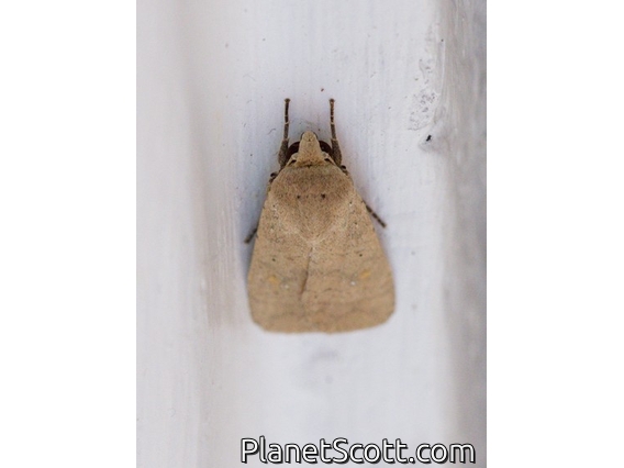 Cutworm Moth (Noctuidae sp)