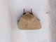 Cutworm Moth (Noctuidae sp)