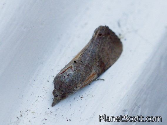 Erebid Moth (Hypocala sp)