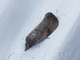 Cutworm Moth (Noctuidae sp)