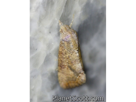 Erebid Moth (Hypocala sp)