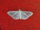 Crambid Snout Moth (Crambidae sp)