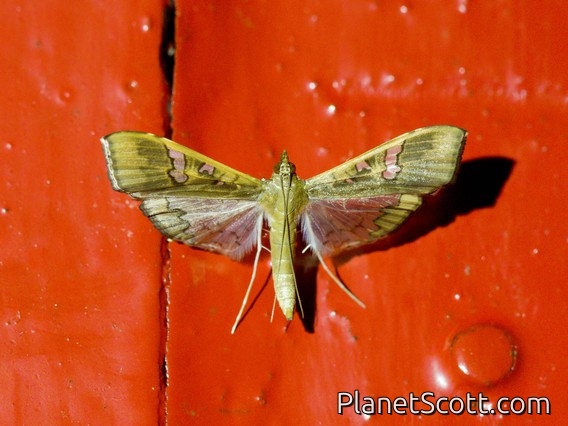 Pyralid Snout Moth (Pyralidae sp)