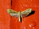 Mung Bean Moth (Maruca vitrata)