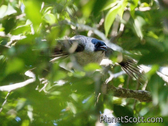 Sooty-headed Bulbul (Pycnonotus aurigaster)