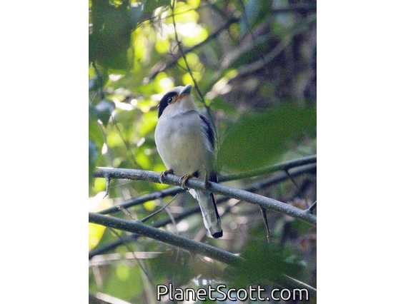 Silver-breasted Broadbill (Serilophus lunatus)