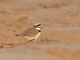 Little Ringed Plover (Thinornis dubius)