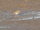 Long-billed Plover (Charadrius placidus)