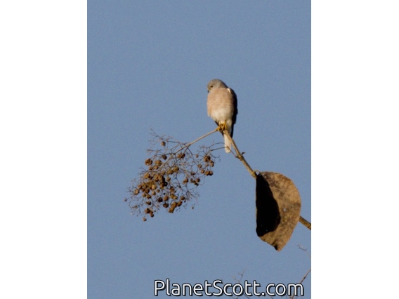 Shikra (Tachyspiza badia)