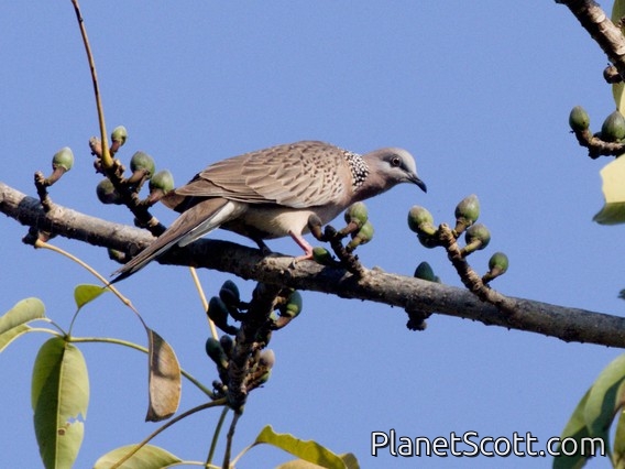 Spotted Dove (Spilopelia chinensis)