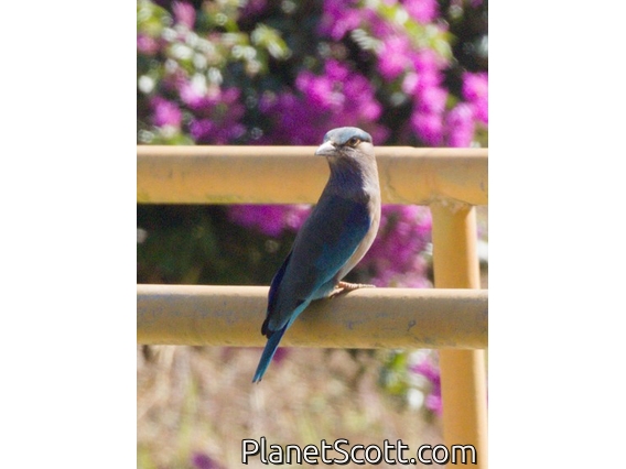 Indochinese Roller (Coracias affinis)