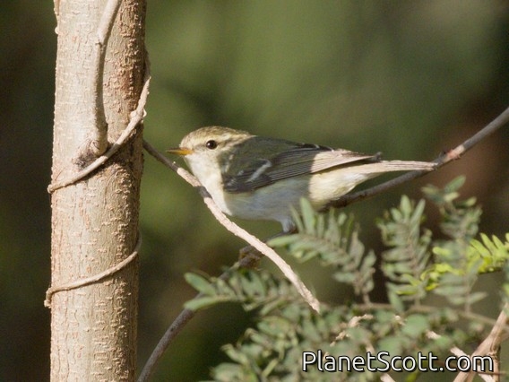 Yellow-browed Warbler (Phylloscopus inornatus)