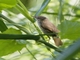 Dusky Warbler (Phylloscopus fuscatus)