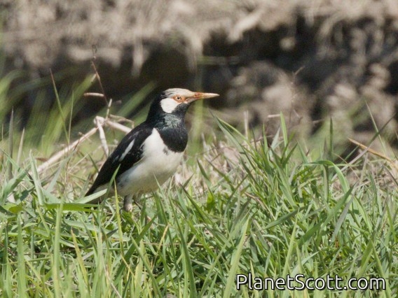 Siamese Pied Starling (Gracupica floweri)
