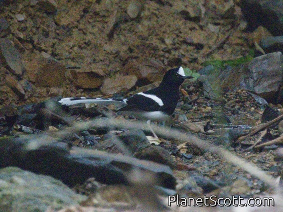 White-crowned Forktail (Enicurus leschenaulti)