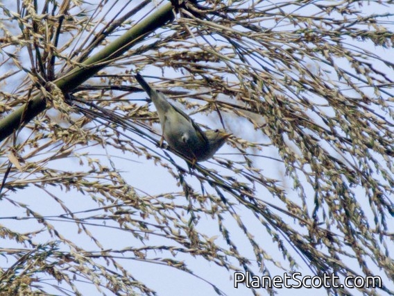 Two-barred Warbler (Phylloscopus plumbeitarsus)