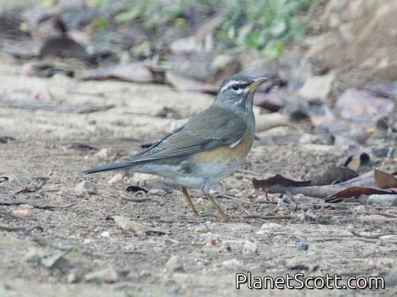 Eyebrowed Thrush (Turdus obscurus)