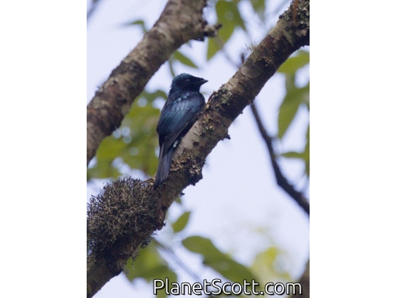 Lesser Racket-tailed Drongo (Dicrurus remifer)