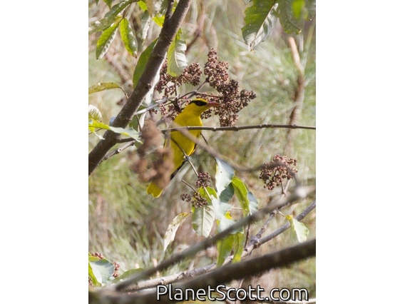 Slender-billed Oriole (Oriolus tenuirostris)