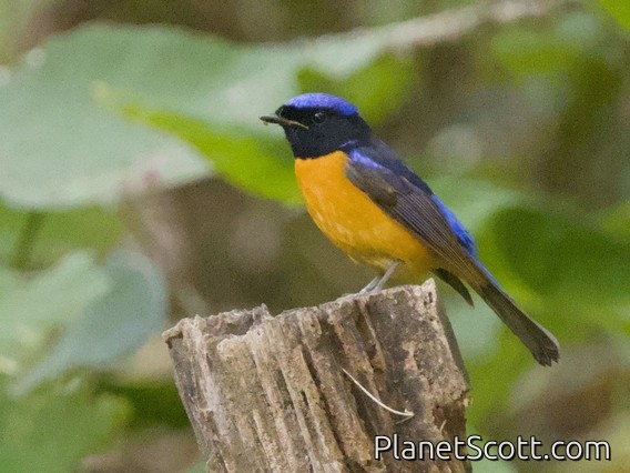 Rufous-bellied Niltava (Niltava sundara)