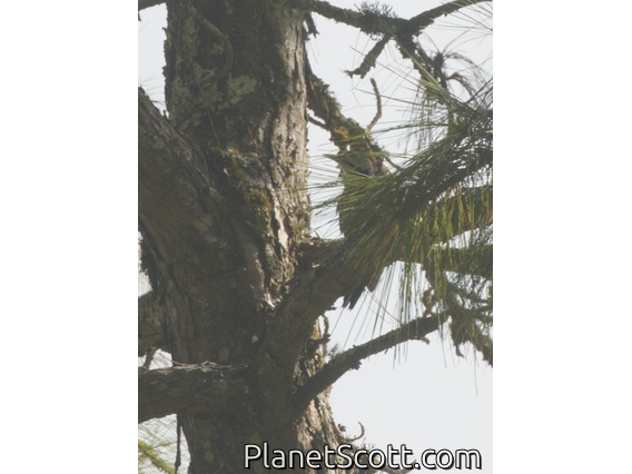 Stripe-breasted Woodpecker (Dendrocopos atratus)