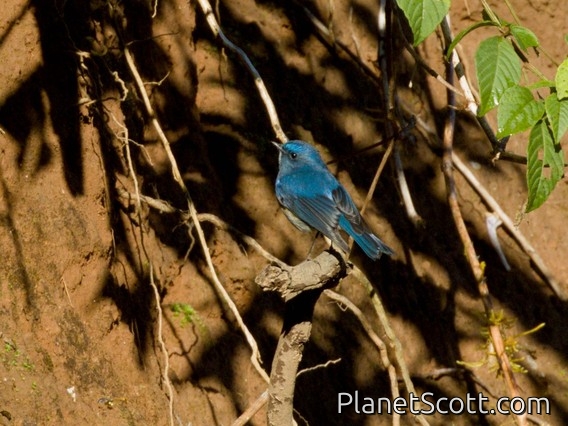 Himalayan Bluetail (Tarsiger rufilatus)