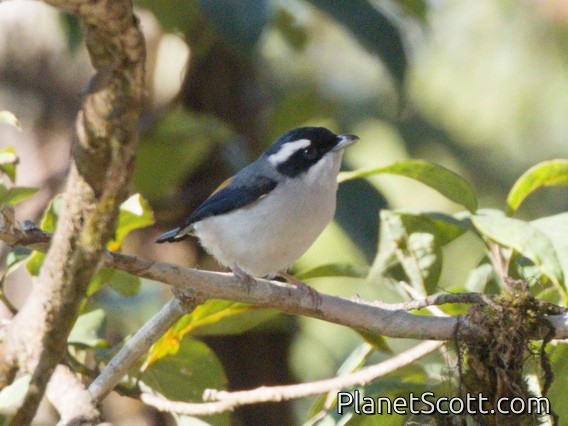 White-browed Shrike-Babbler (Pteruthius aeralatus)