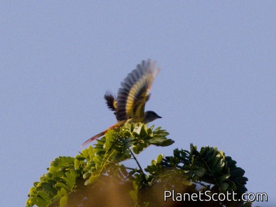 Rosy Minivet (Pericrocotus roseus)