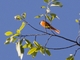 Gray-chinned Minivet (Pericrocotus solaris)