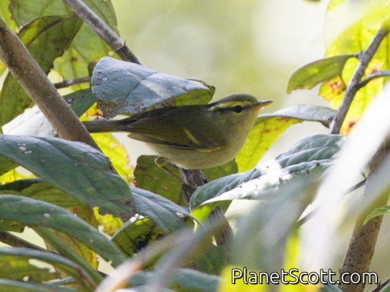 Claudia's Leaf Warbler (Phylloscopus claudiae)