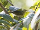 Claudia's Leaf Warbler (Phylloscopus claudiae)