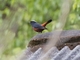 White-capped Redstart (Phoenicurus leucocephalus)