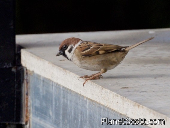 Eurasian Tree Sparrow (Passer montanus) - Male