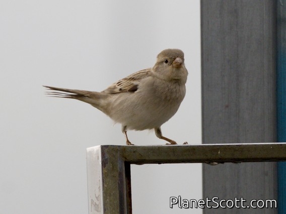 Eurasian Tree Sparrow (Passer montanus) - Female