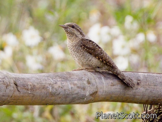 Eurasian Wryneck (Jynx torquilla)