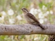 Eurasian Wryneck (Jynx torquilla)