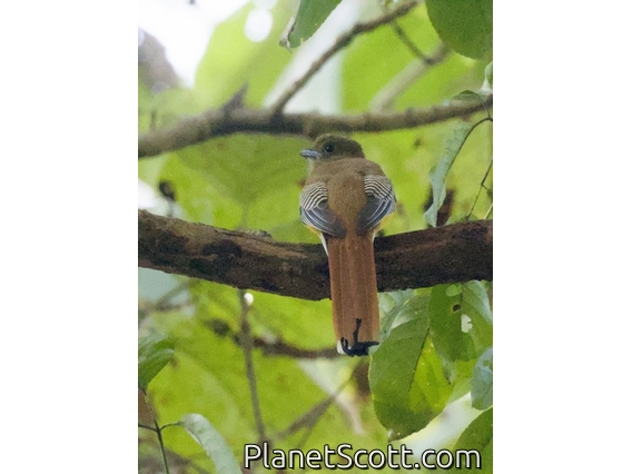Orange-breasted Trogon (Harpactes oreskios)