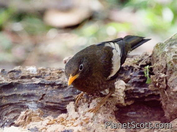 Gray-winged Blackbird (Turdus boulboul)