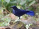 Blue Whistling-Thrush (Myophonus caeruleus)