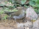 Gray-sided Thrush (Turdus feae)