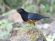 Black-breasted Thrush (Turdus dissimilis) - Male